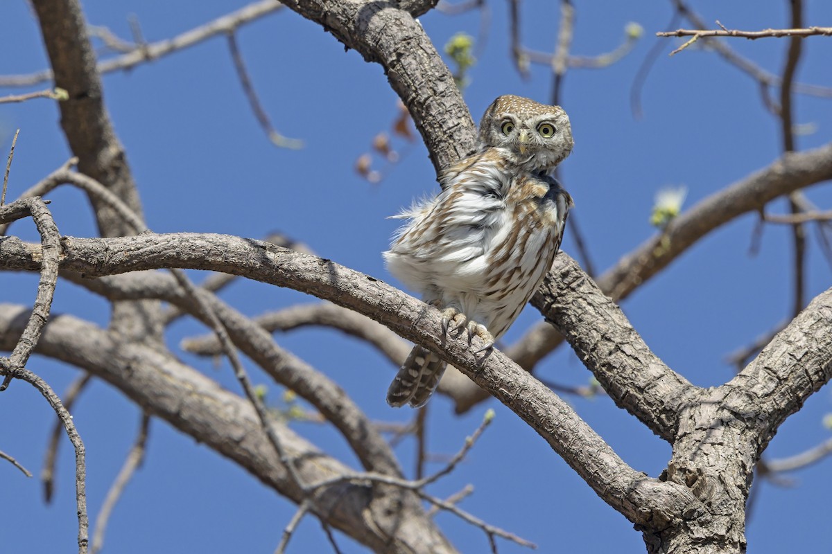 Pearl-spotted Owlet - ML640949814