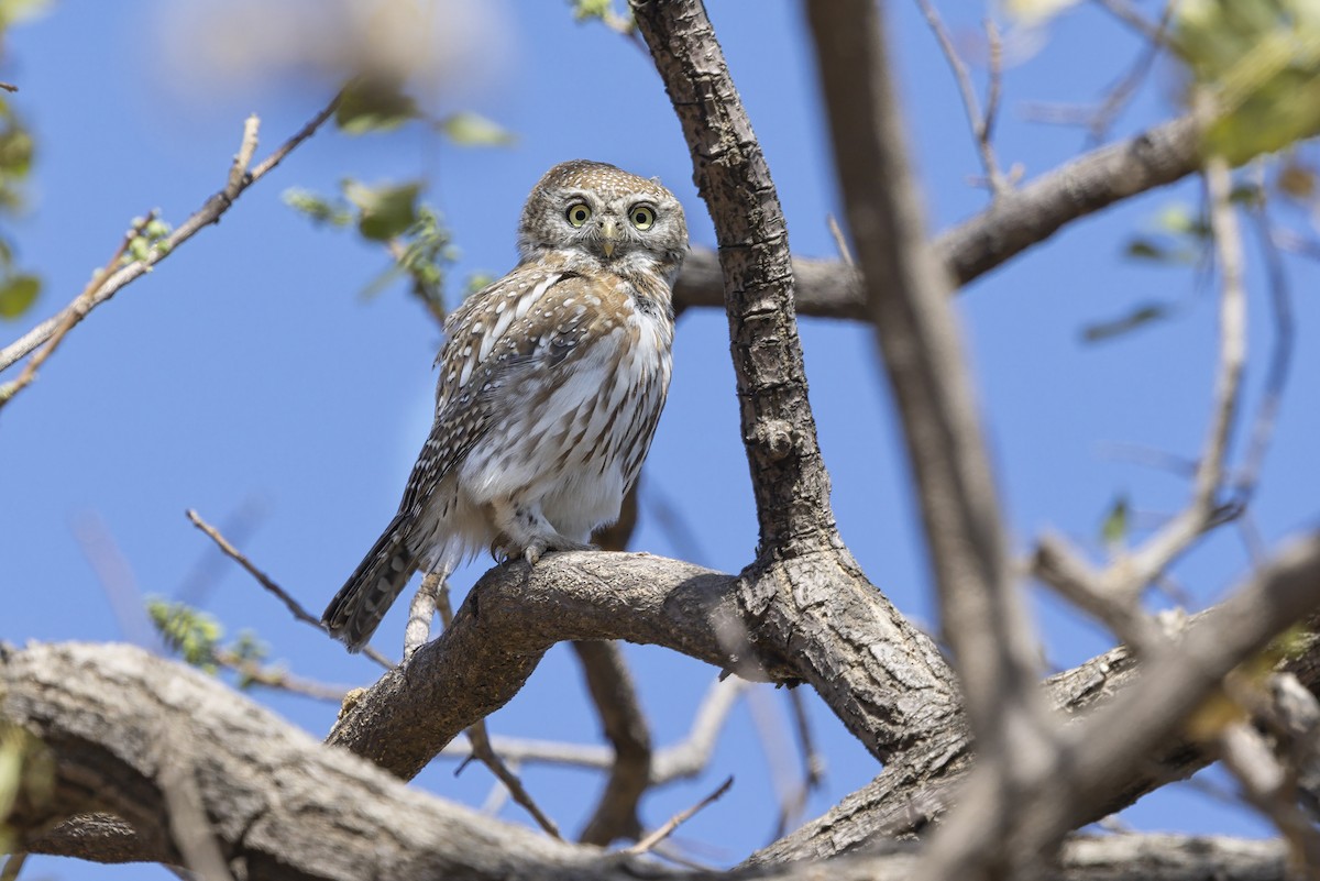 Pearl-spotted Owlet - ML640949815