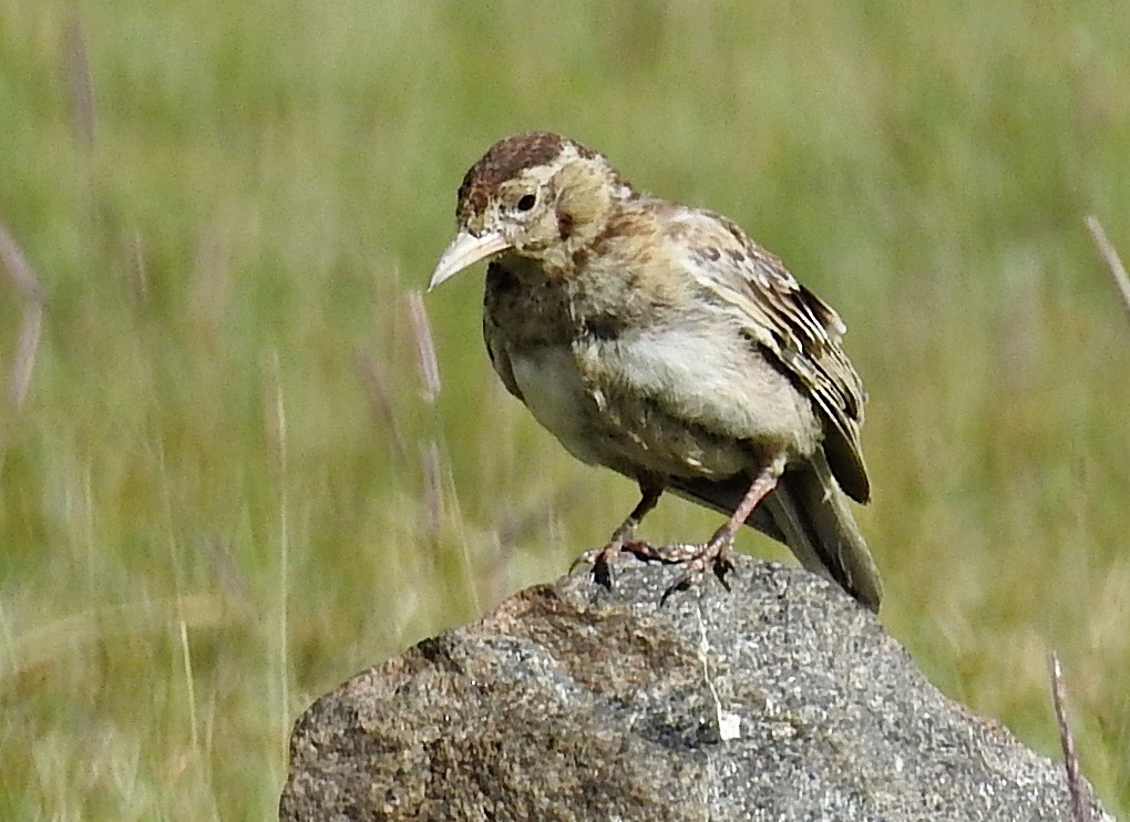 Kalandria tibetarra - ML640949834