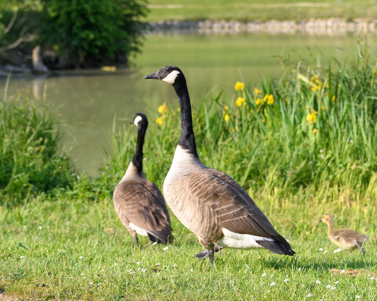 Canada Goose - ML640949904