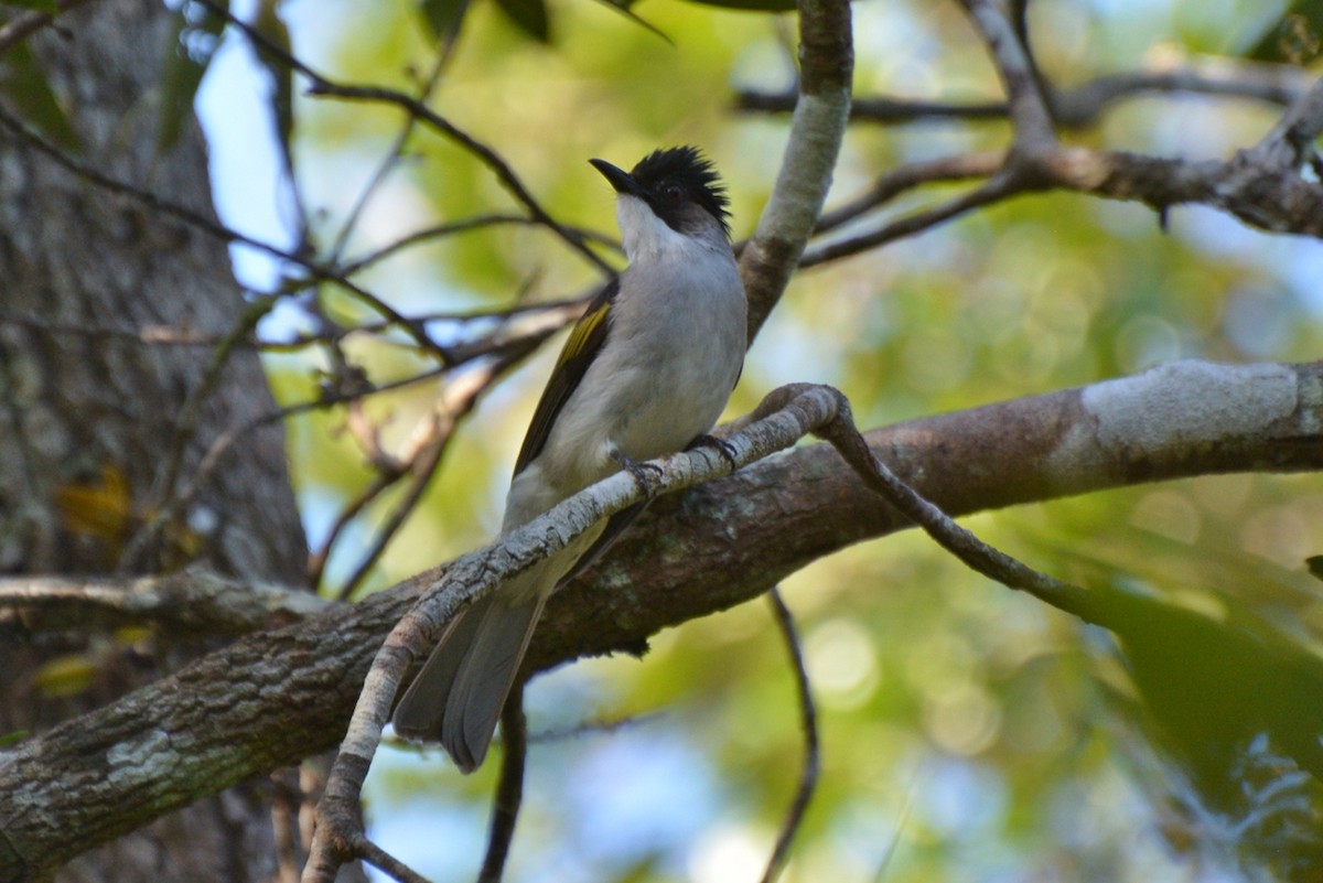 Ashy Bulbul - ML640949926