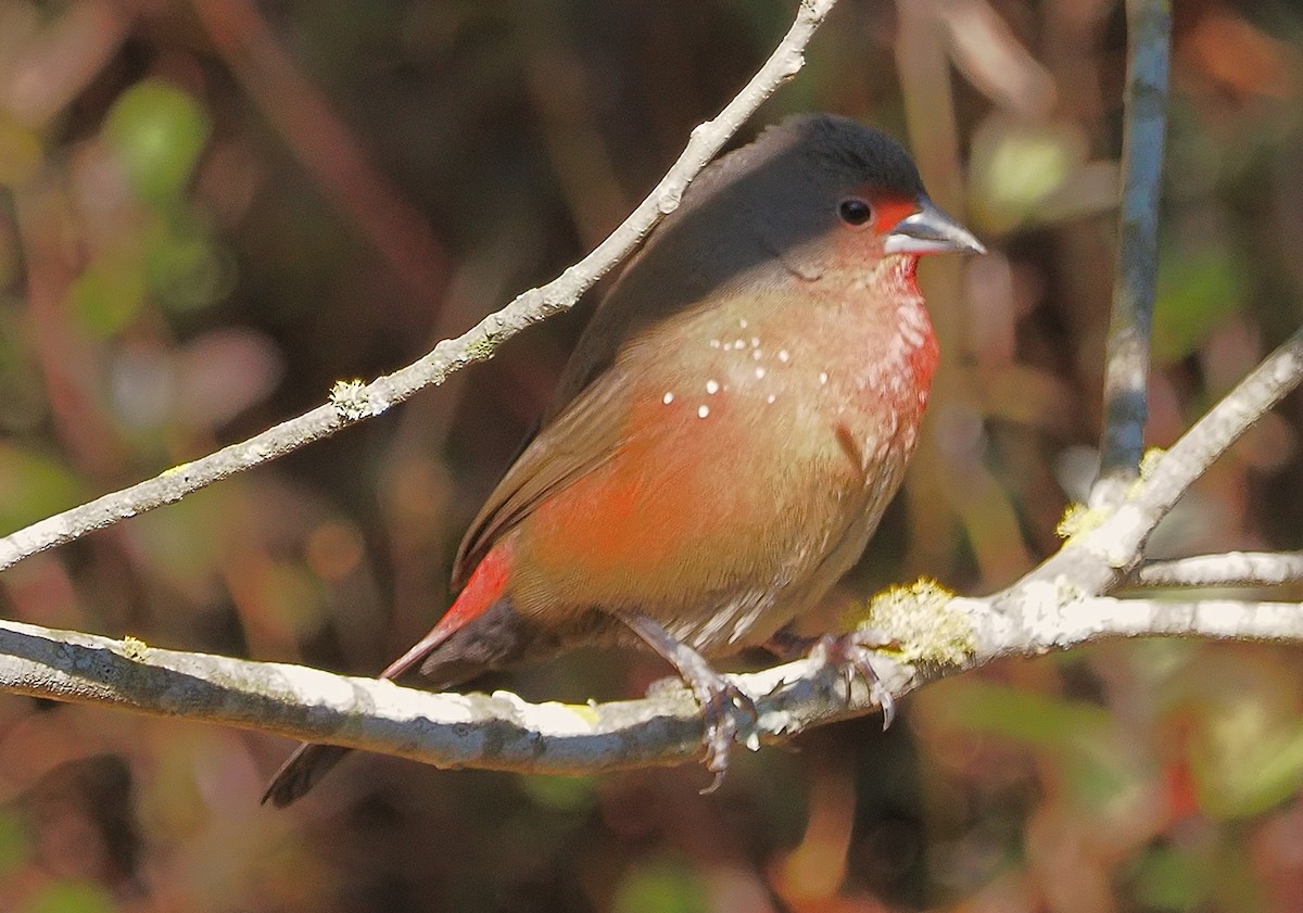 African Firefinch - ML640949977