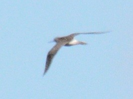 gulbeinsnipe/plystresnipe - ML640949979