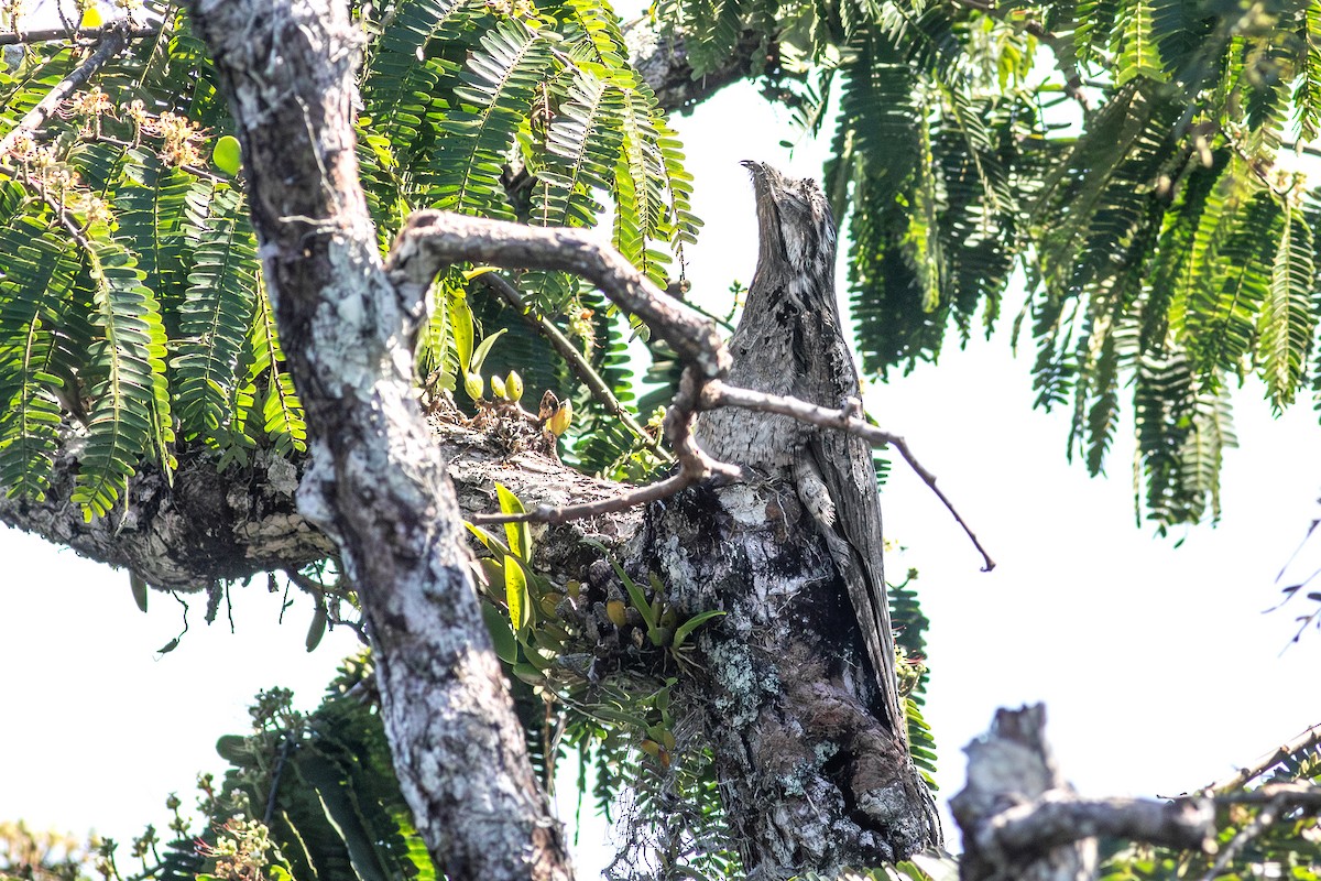 Common Potoo - ML640950028