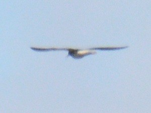 gulbeinsnipe/plystresnipe - ML640950047
