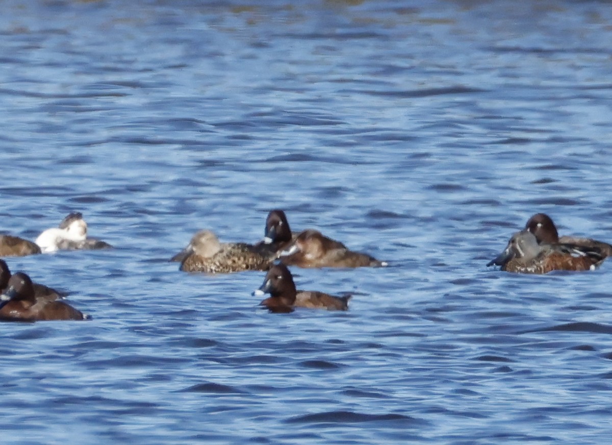 Australasian Shoveler - ML640950059