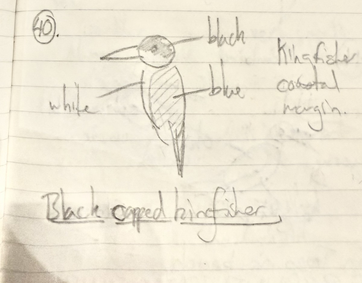 Black-capped Kingfisher - ML640950079