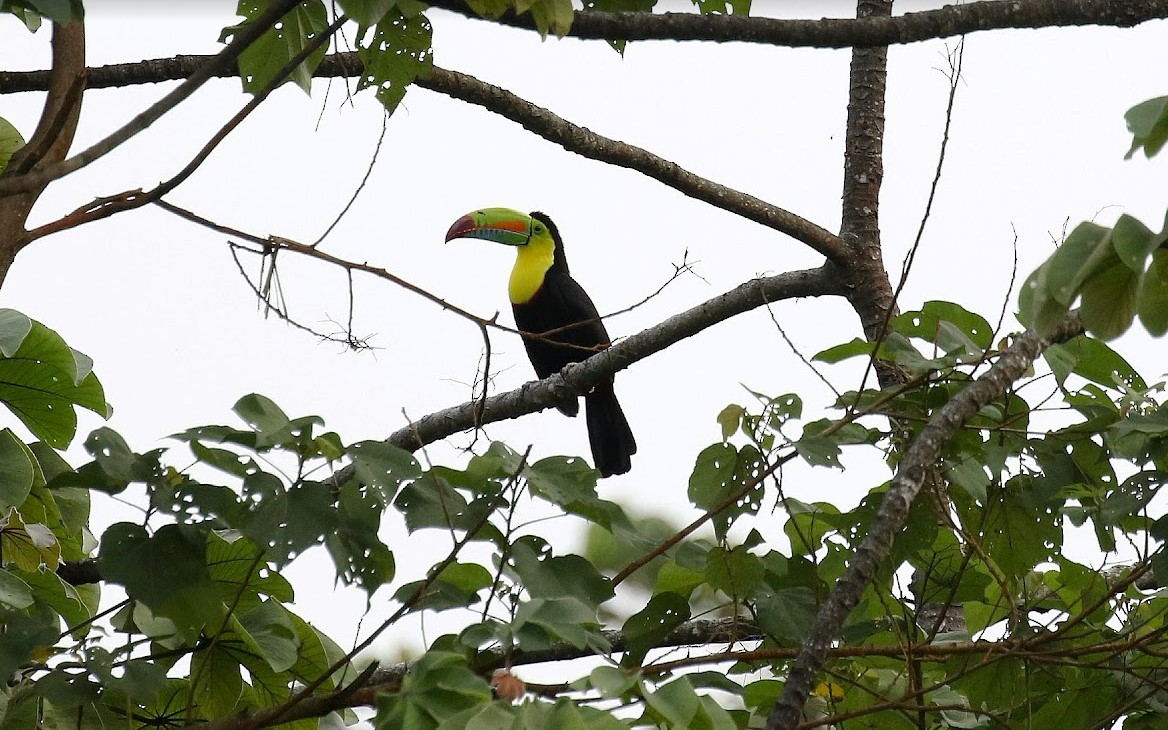 Keel-billed Toucan - ML640950097
