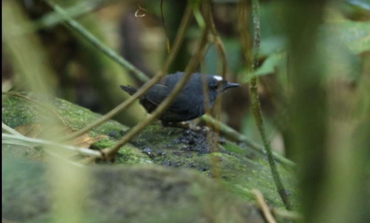 Santa Marta Tapaculo - ML640950112