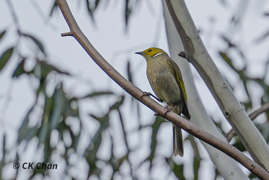 White-plumed Honeyeater - ML640950123