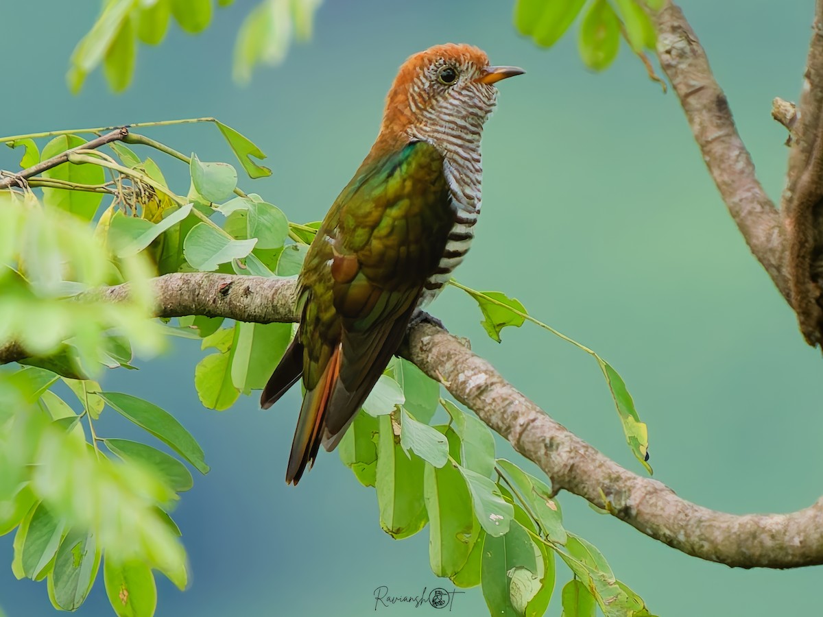 Asian Emerald Cuckoo - ML640950173