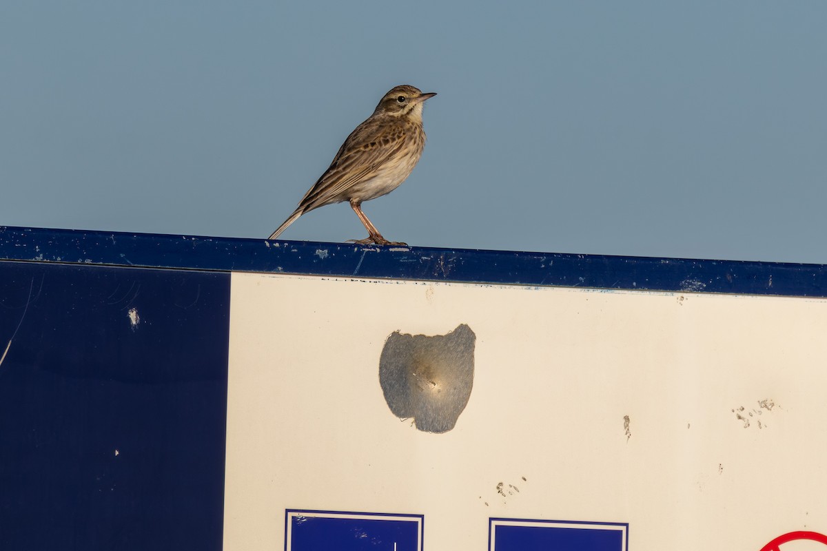 Australian Pipit - ML640950190