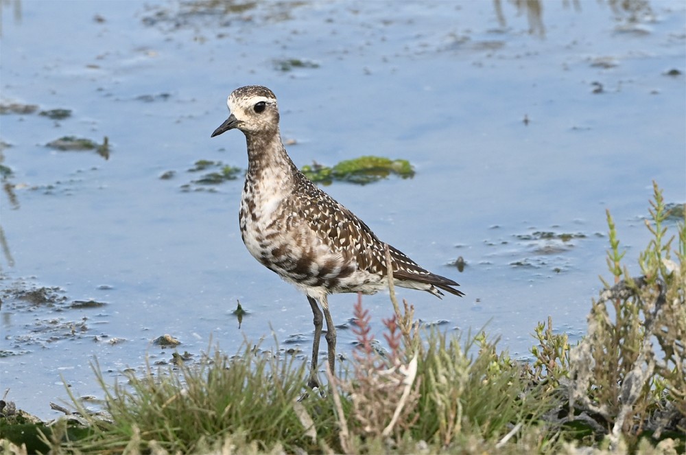 American Golden-Plover - ML640950194