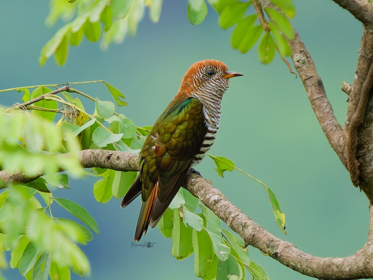 Asian Emerald Cuckoo - ML640950196