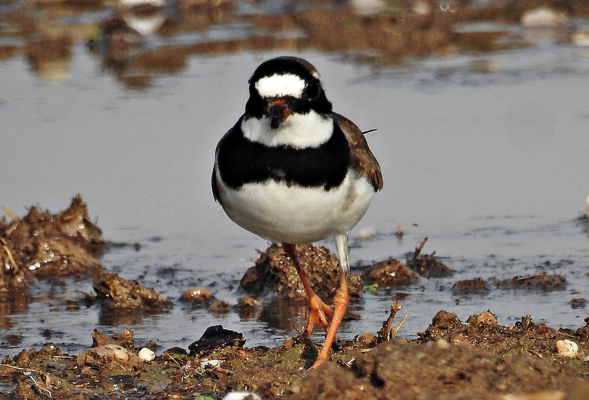 Common Ringed Plover - ML640950216