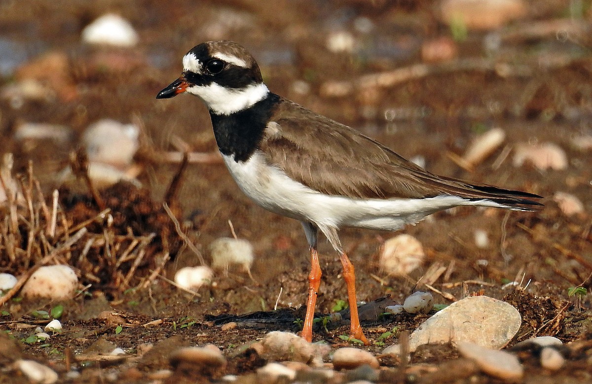 Common Ringed Plover - ML640950218