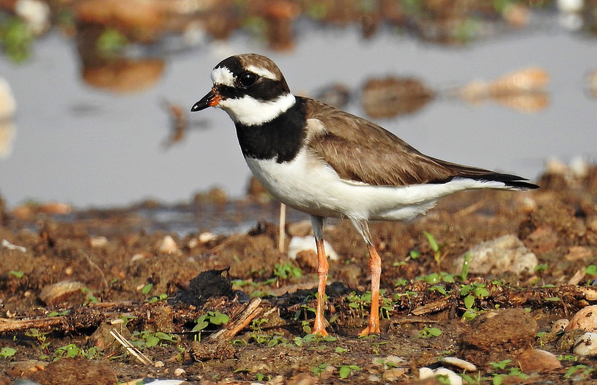 Common Ringed Plover - ML640950219