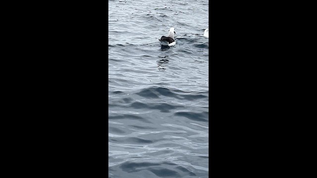 Albatros à sourcils noirs - ML640950244
