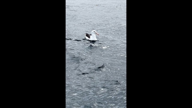 Albatros à sourcils noirs (melanophris) - ML640950249