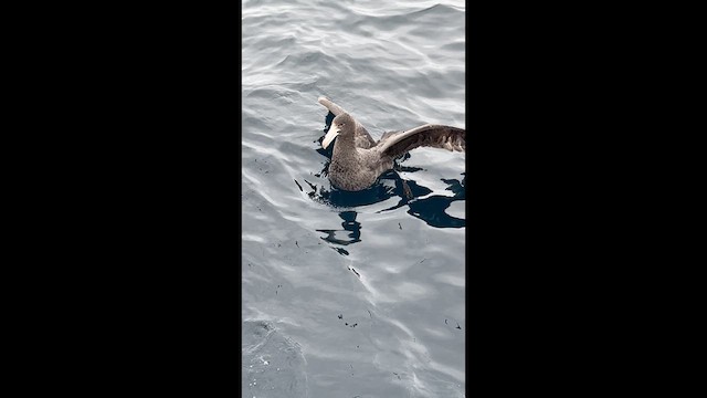 Northern Giant-Petrel - ML640950251