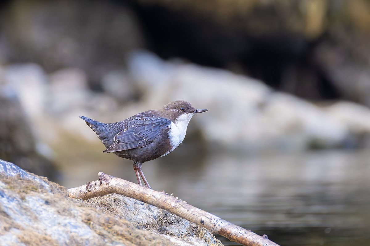 White-throated Dipper - ML640950259