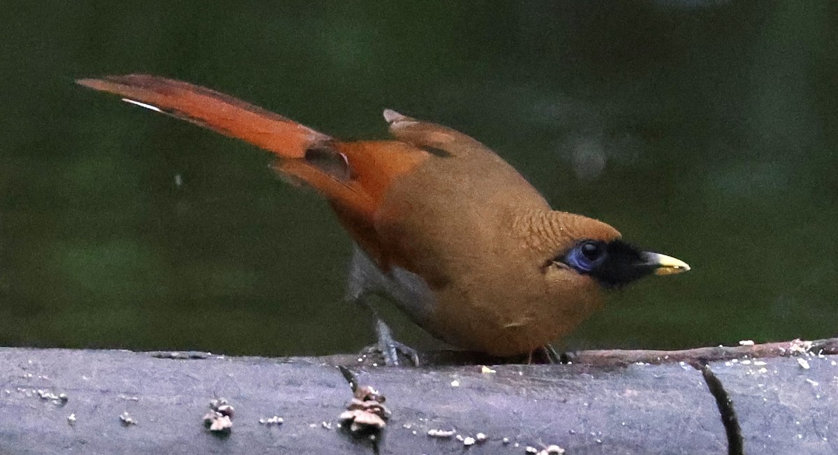 Buffy Laughingthrush - ML640950282