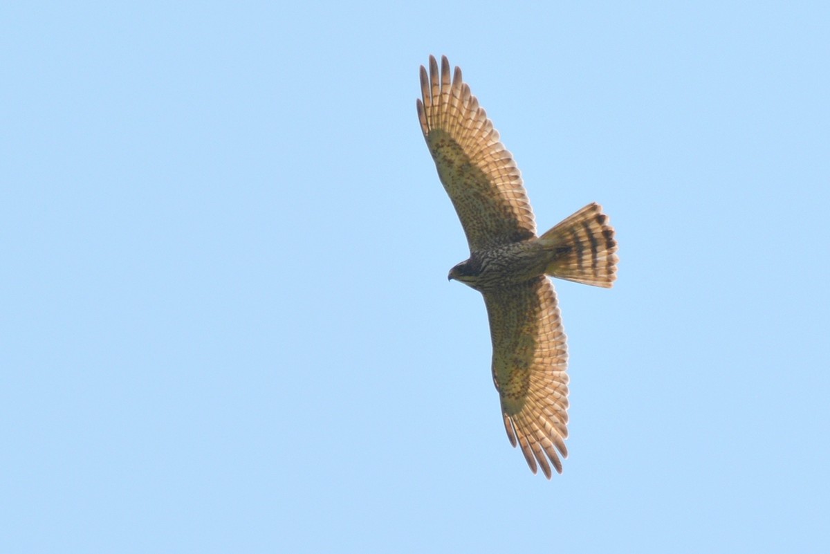 Amurbussard - ML640950289