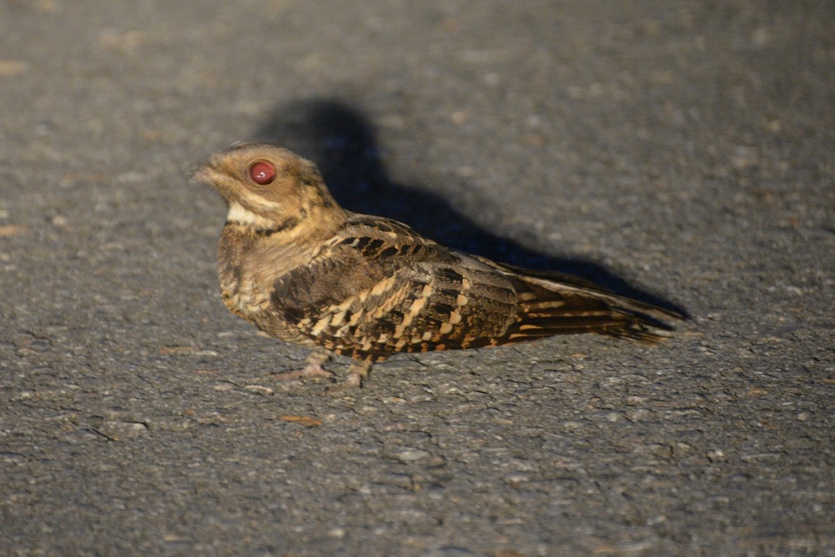 Large-tailed Nightjar - ML640950305