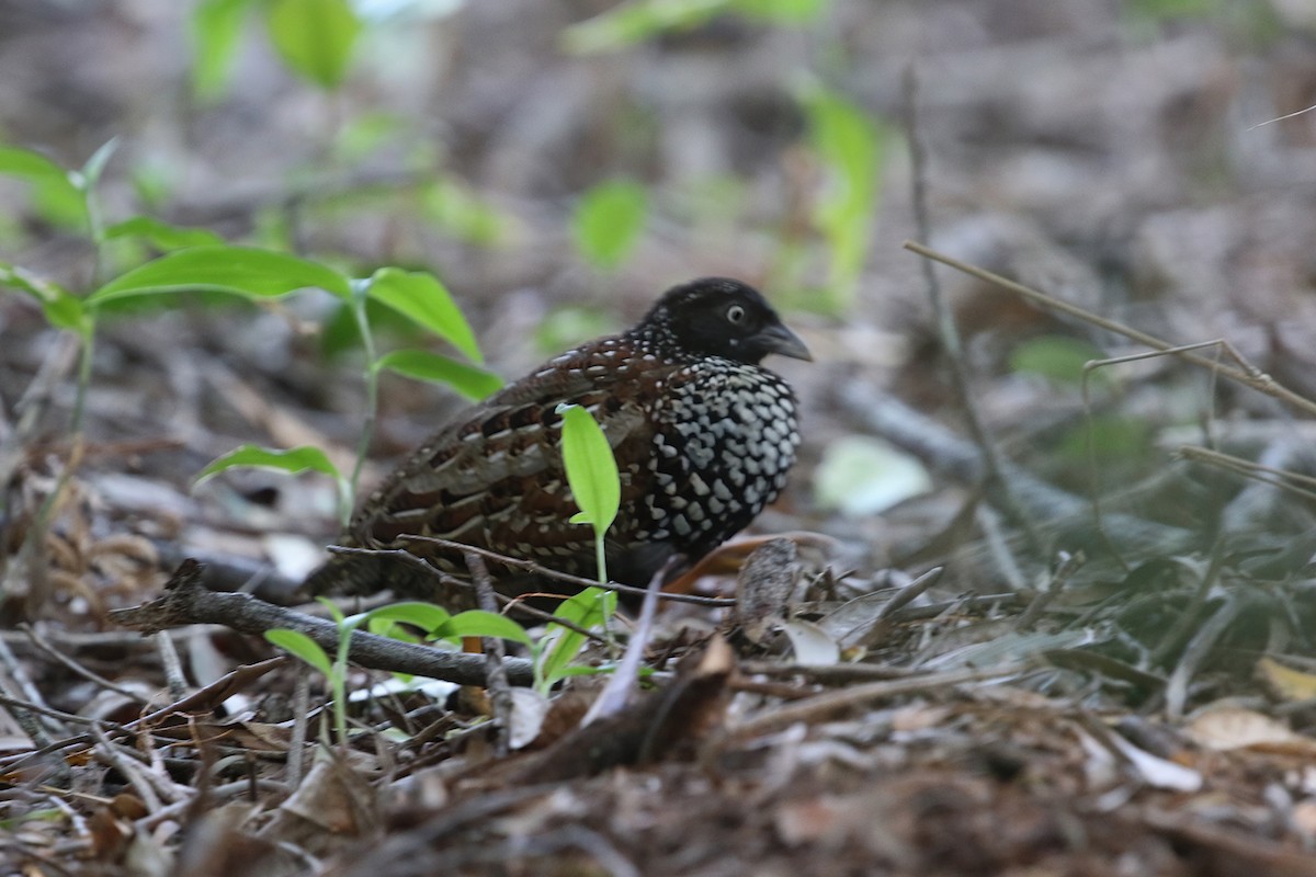 Black-breasted Buttonquail - ML640950310