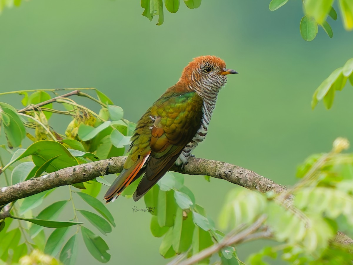Asian Emerald Cuckoo - ML640950311