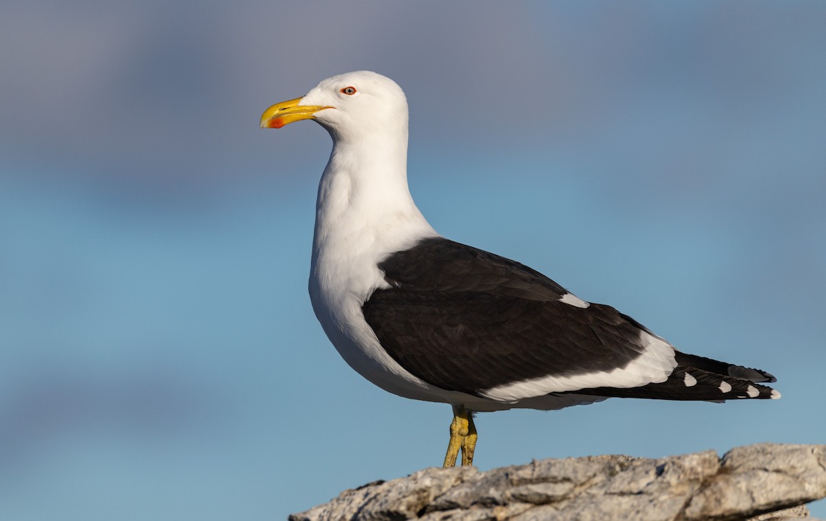 Dominikanermöwe - ML640950328