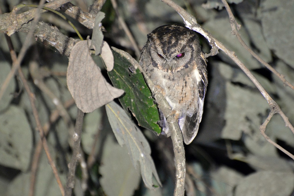 Collared Scops-Owl - ML640950355