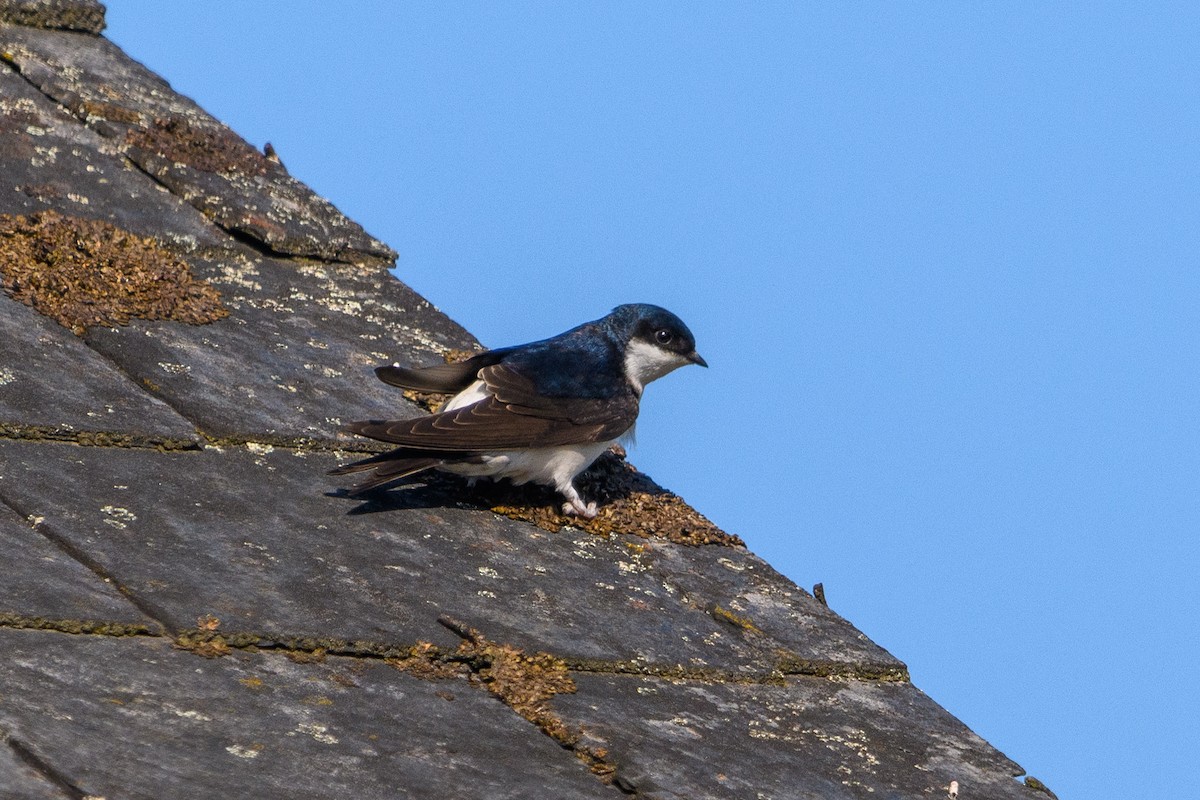 Western House-Martin - ML640950359