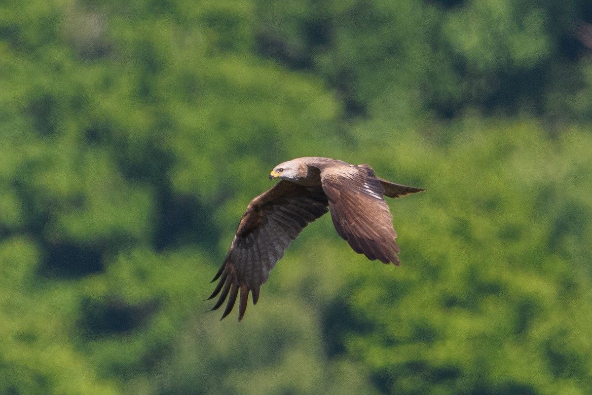 Black Kite - ML640950408