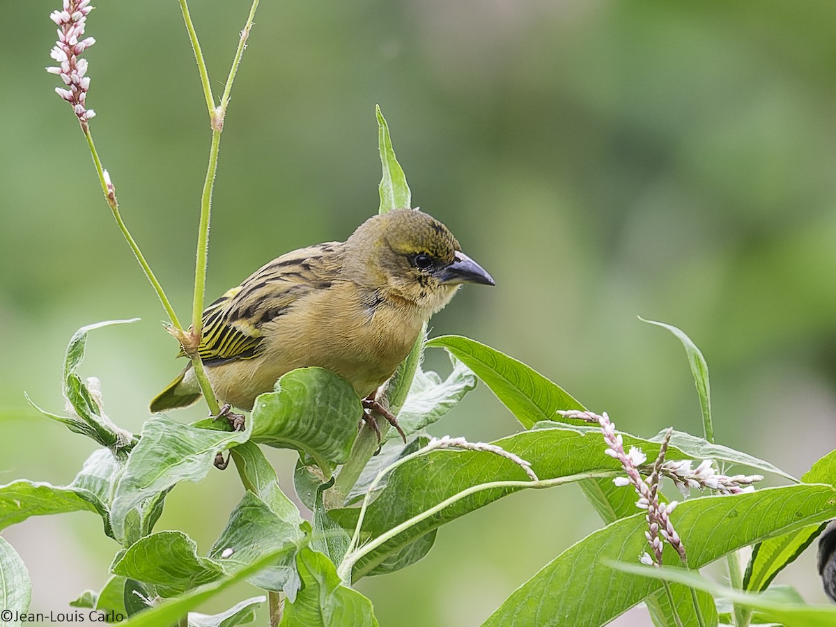 Black-headed Weaver - ML640950435