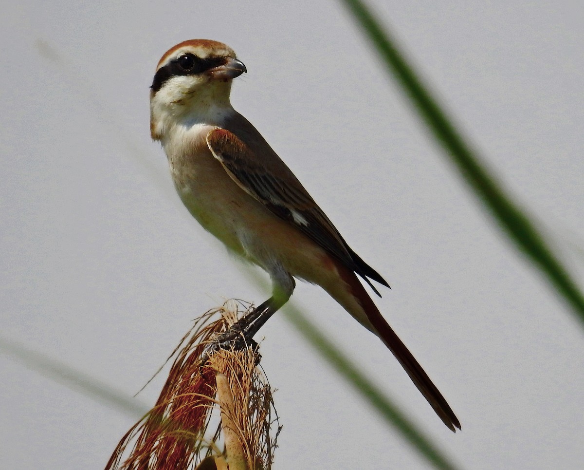 Red-tailed Shrike - ML640950444