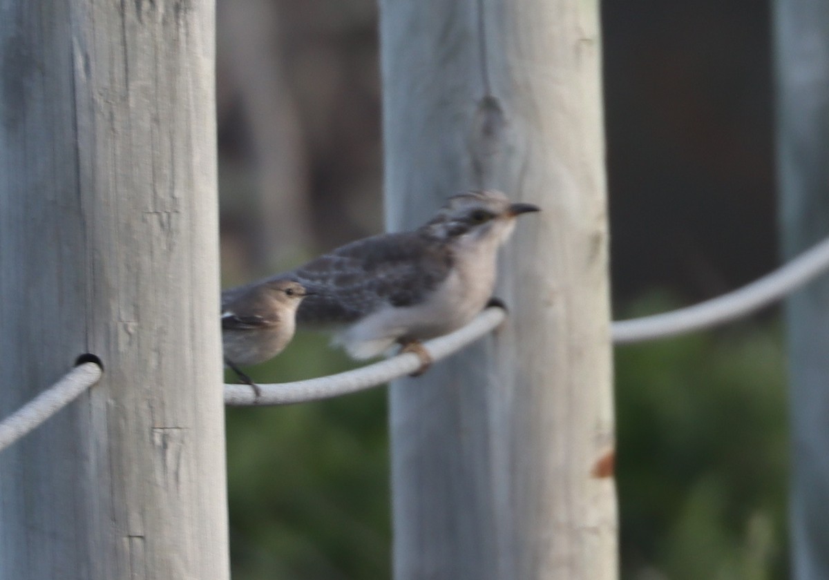 Pallid Cuckoo - ML640950460