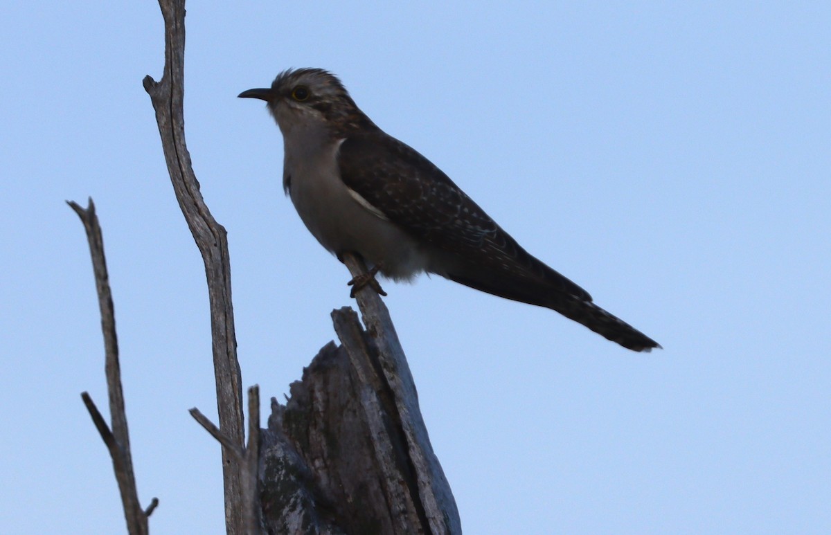 Pallid Cuckoo - ML640950461