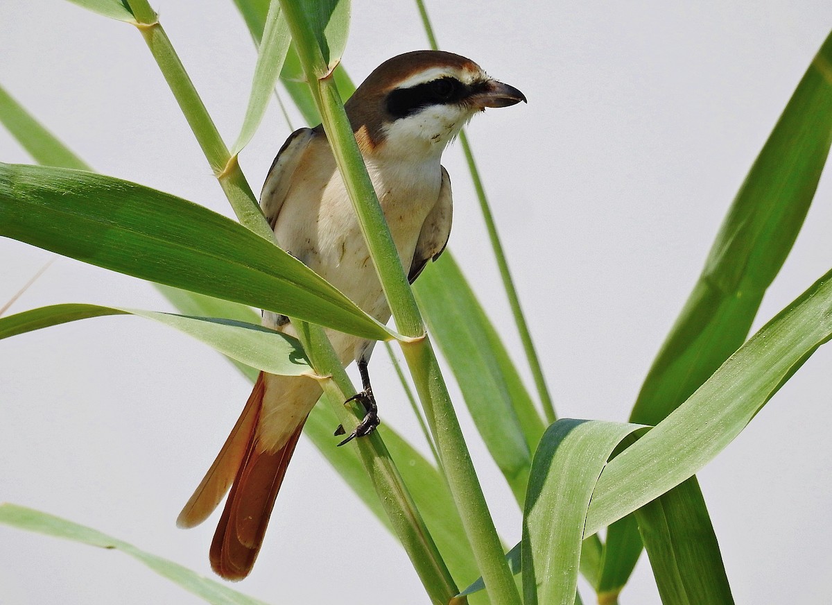 Red-tailed Shrike - ML640950473