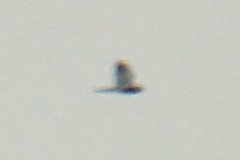 Pallid Harrier - ML640950532