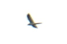 Pallid Harrier - ML640950534