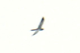 Pallid Harrier - ML640950540