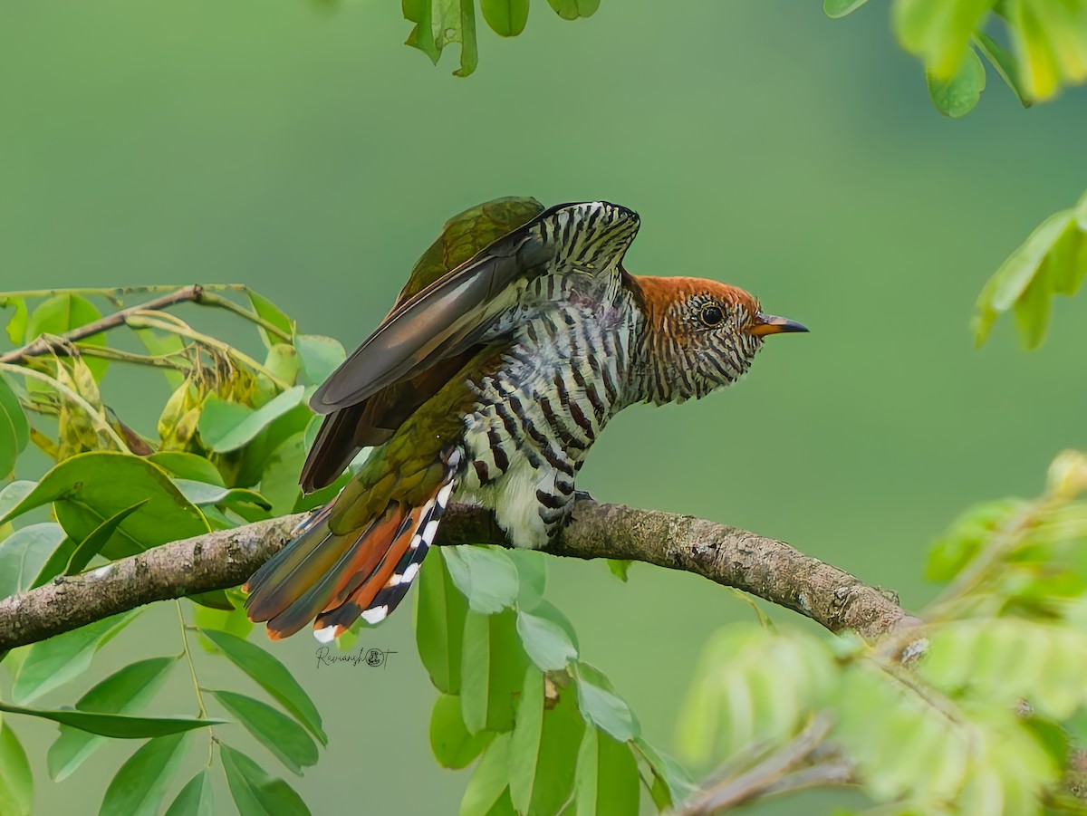Asian Emerald Cuckoo - ML640950556