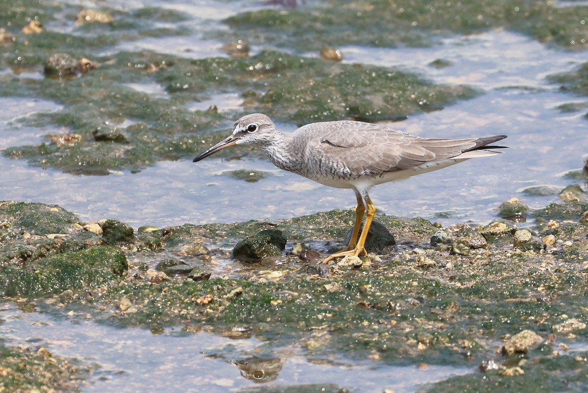 Gray-tailed Tattler - ML640950686