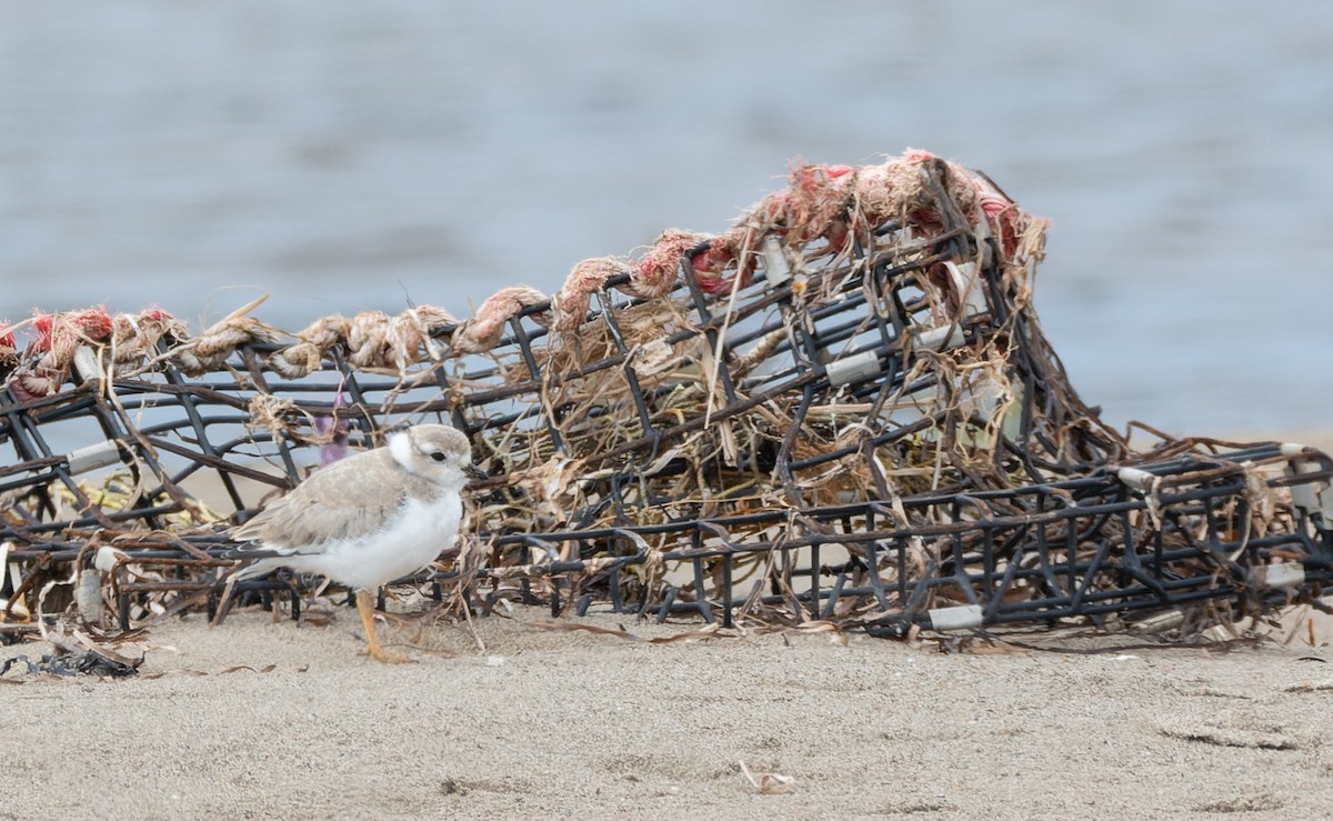 kulík pisklavý - ML640950733