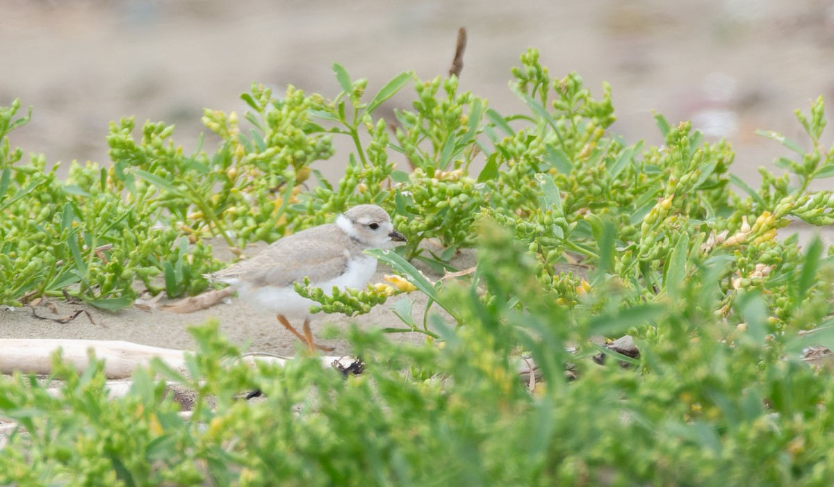 kulík pisklavý - ML640950734