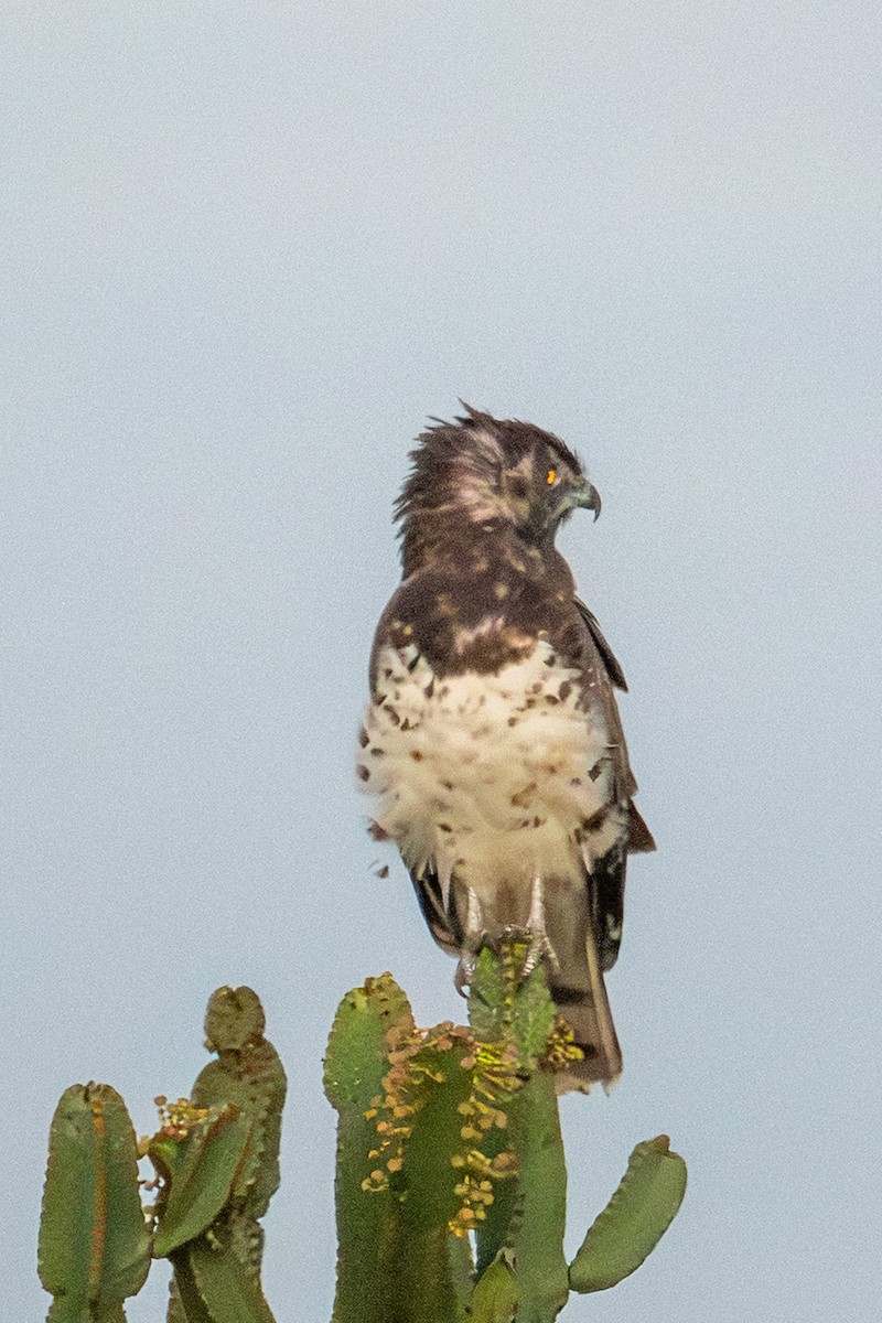 Black-chested Snake-Eagle - ML640950739