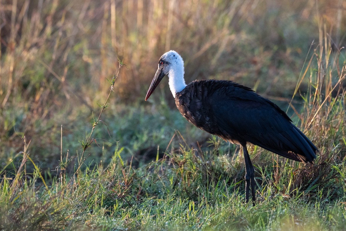 Cigogne à pattes noires - ML640950765