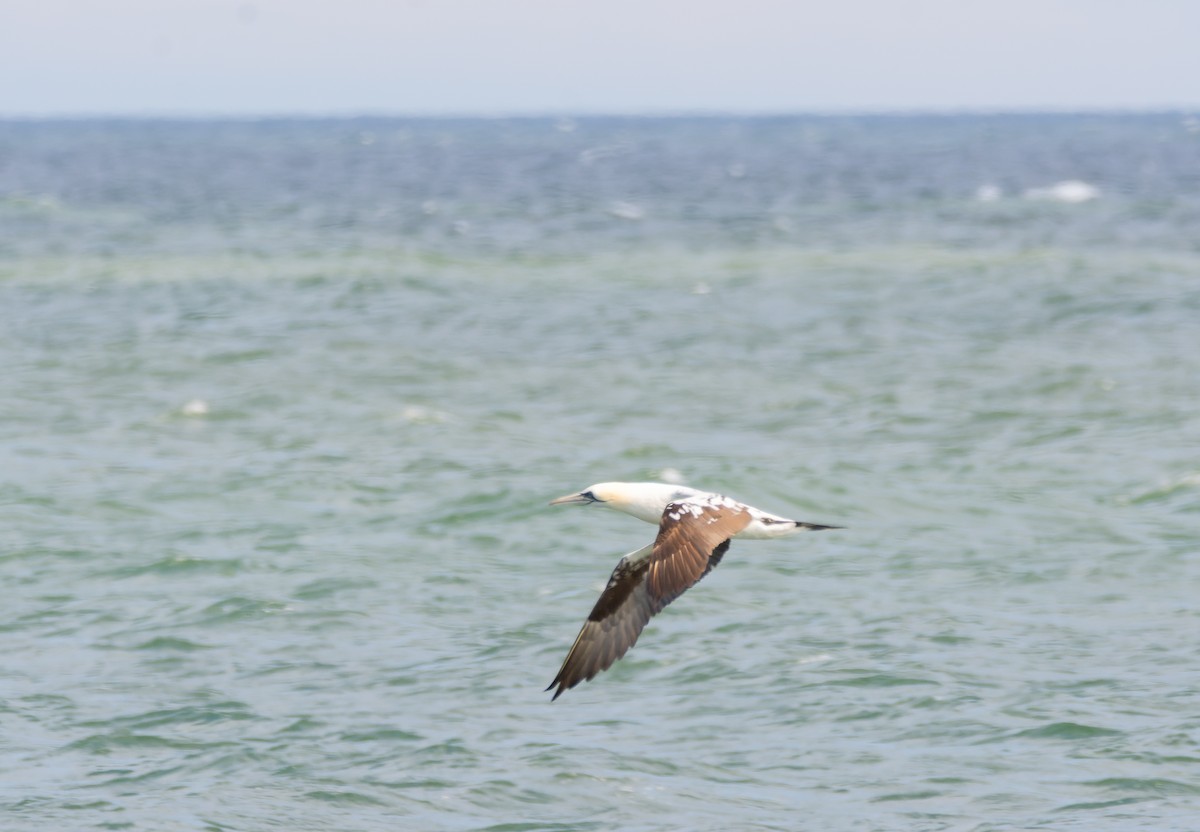 terej bílý - ML640950766