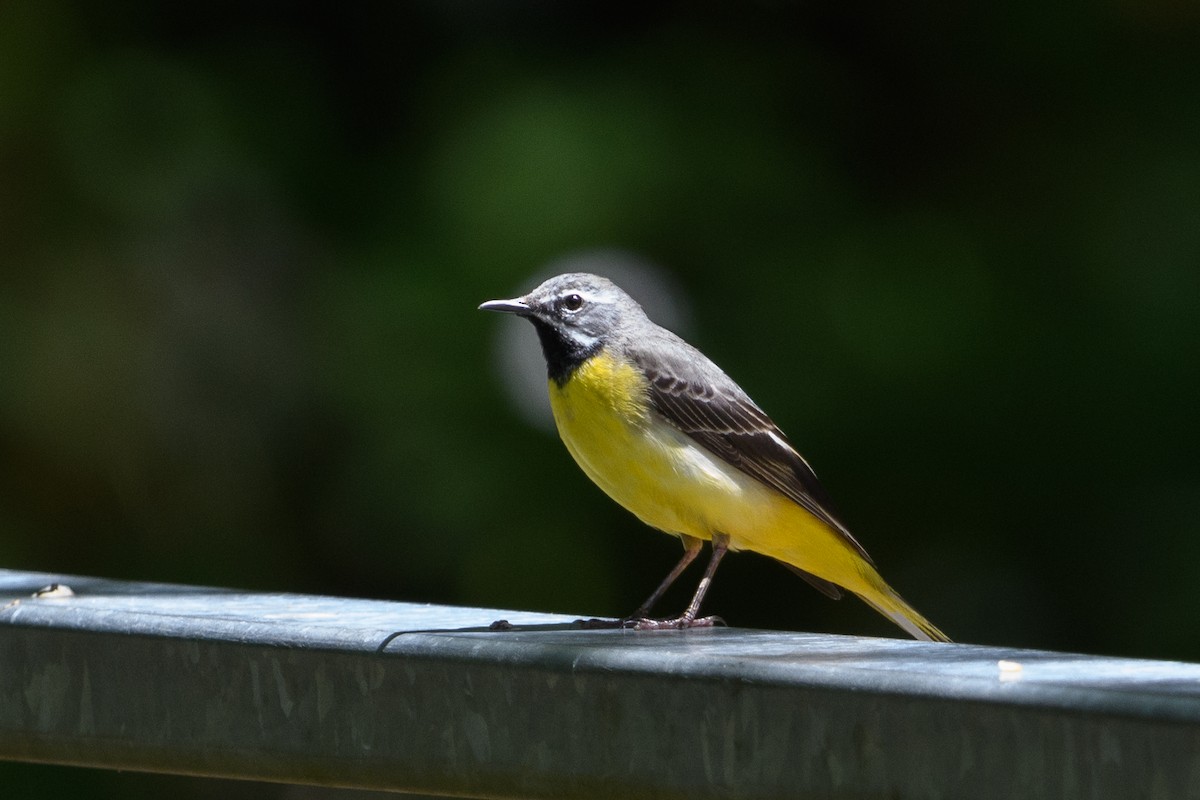 Gray Wagtail - ML640950861